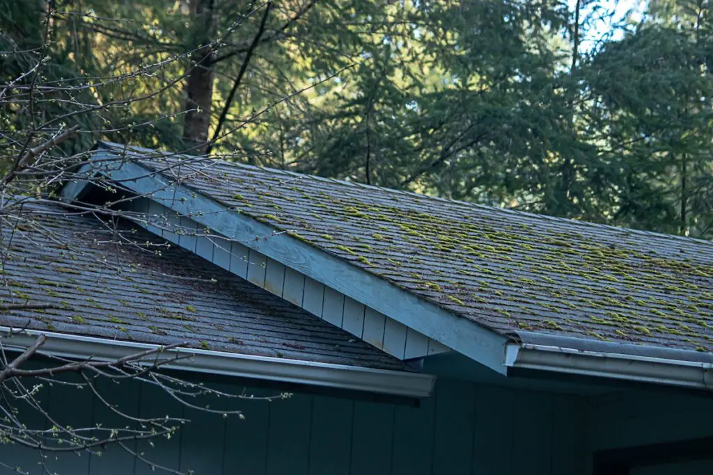 mossy green growth on roof line of old house in washington state