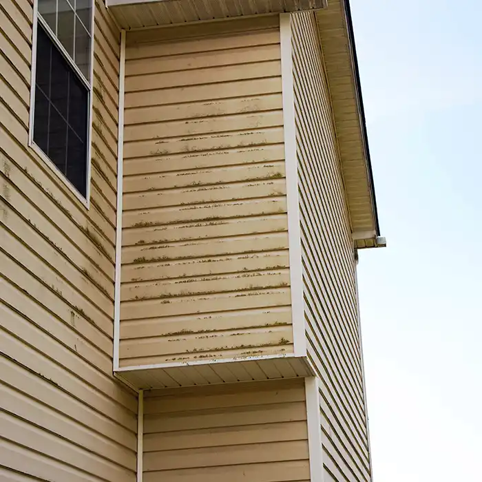 mold siding damage