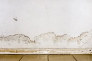 mold on drywall at baseboard