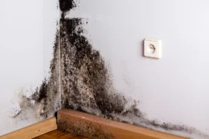 what does black mold look like-mold on the wall