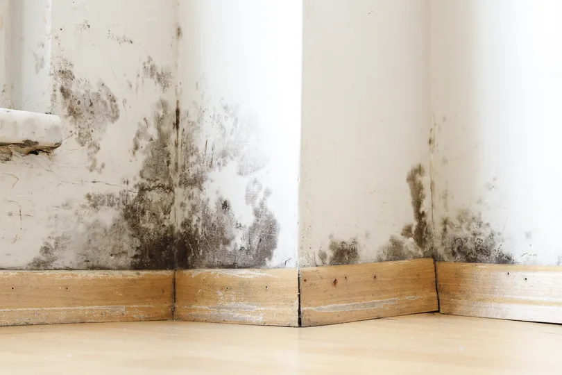 Mold Remediation Cost: What is the Average Price? - All Phase Roofing & Restoration Mold Remediation Cost: What is the Average Price? - All Phase Roofing & Restoration
